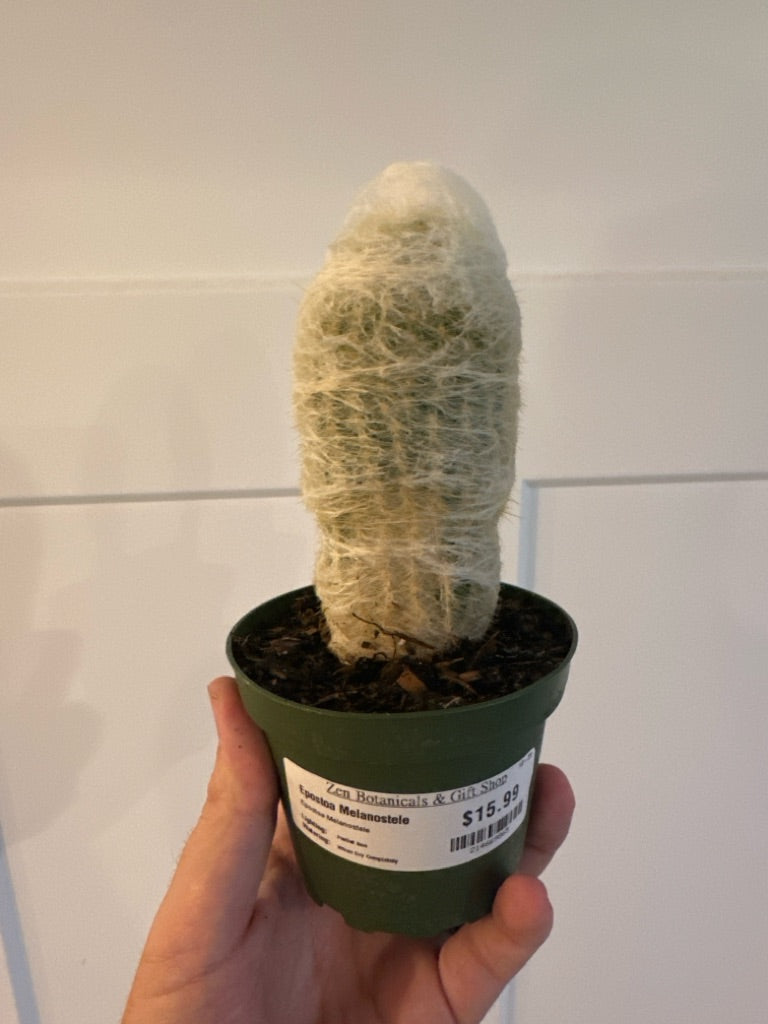 Epostoa Melanostele (#214669865)