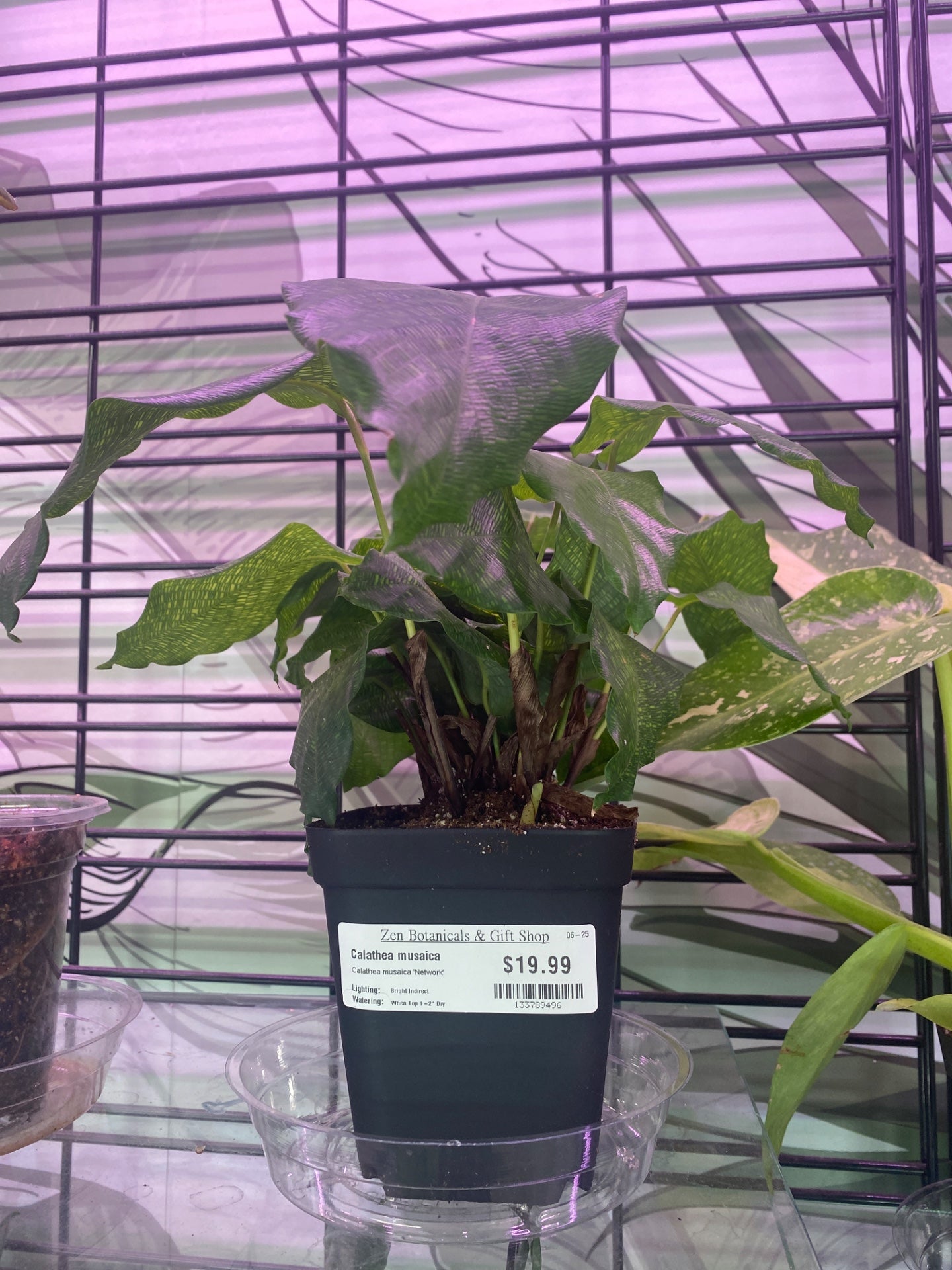 Calathea musaica 'Network' (#133789496)
