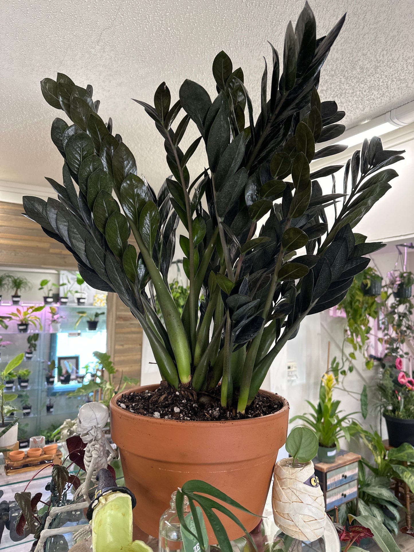Zamioculcas Zamiifolia 'Raven' (#917039538)