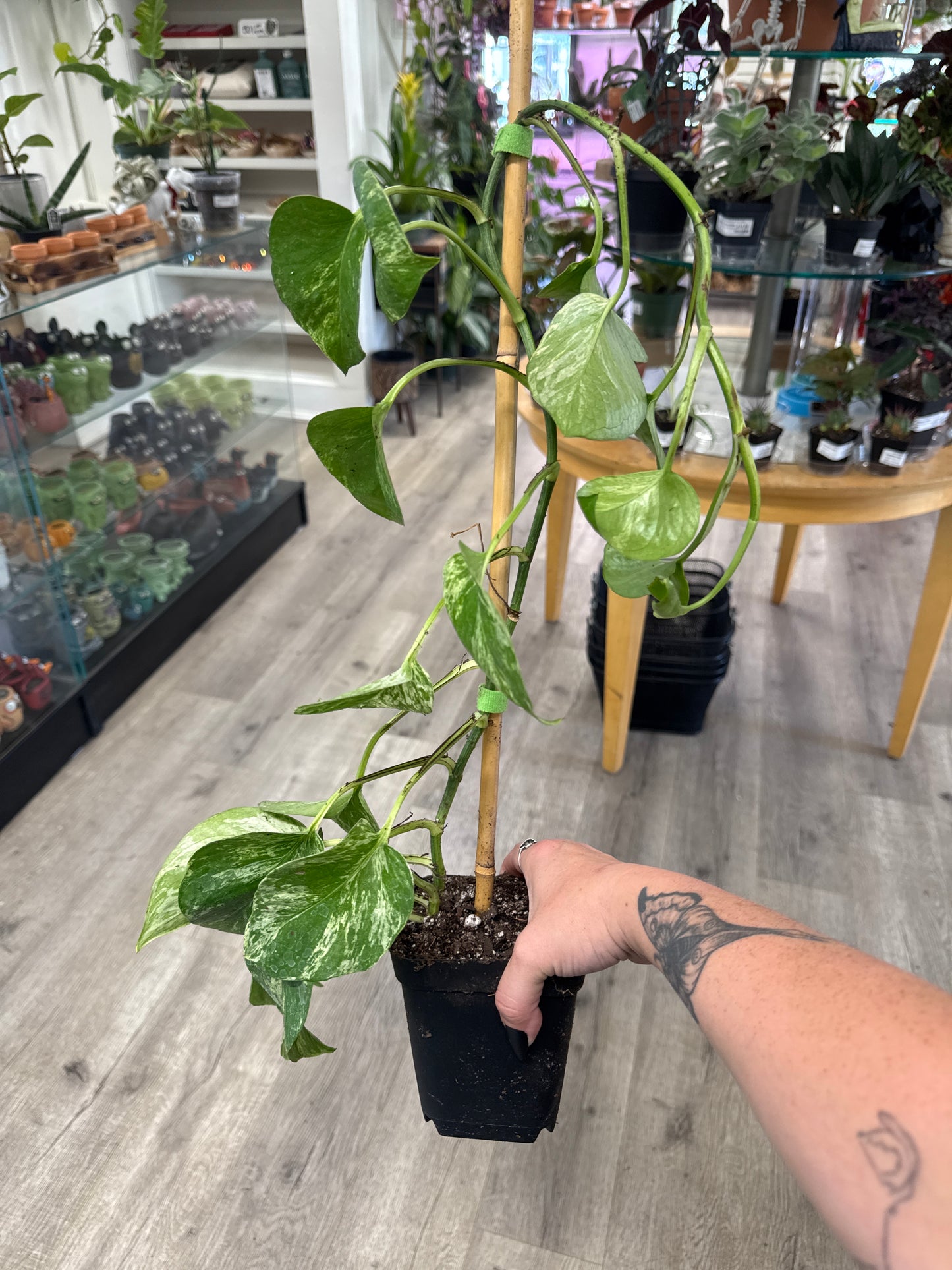 Epipremnum Aureum 'Marble Queen' (#989525573)