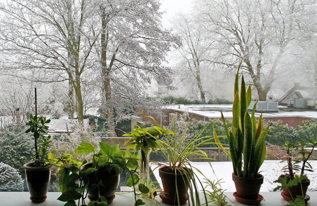 Caring For Your Plants During A Power Outage