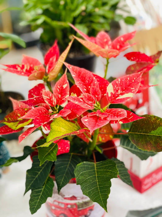 Keeping Your Poinsettia Happy Year Round