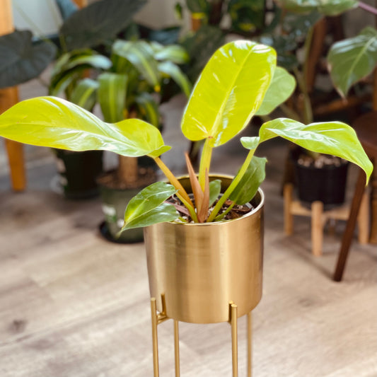 So You Bought A Philodendron… Now What?