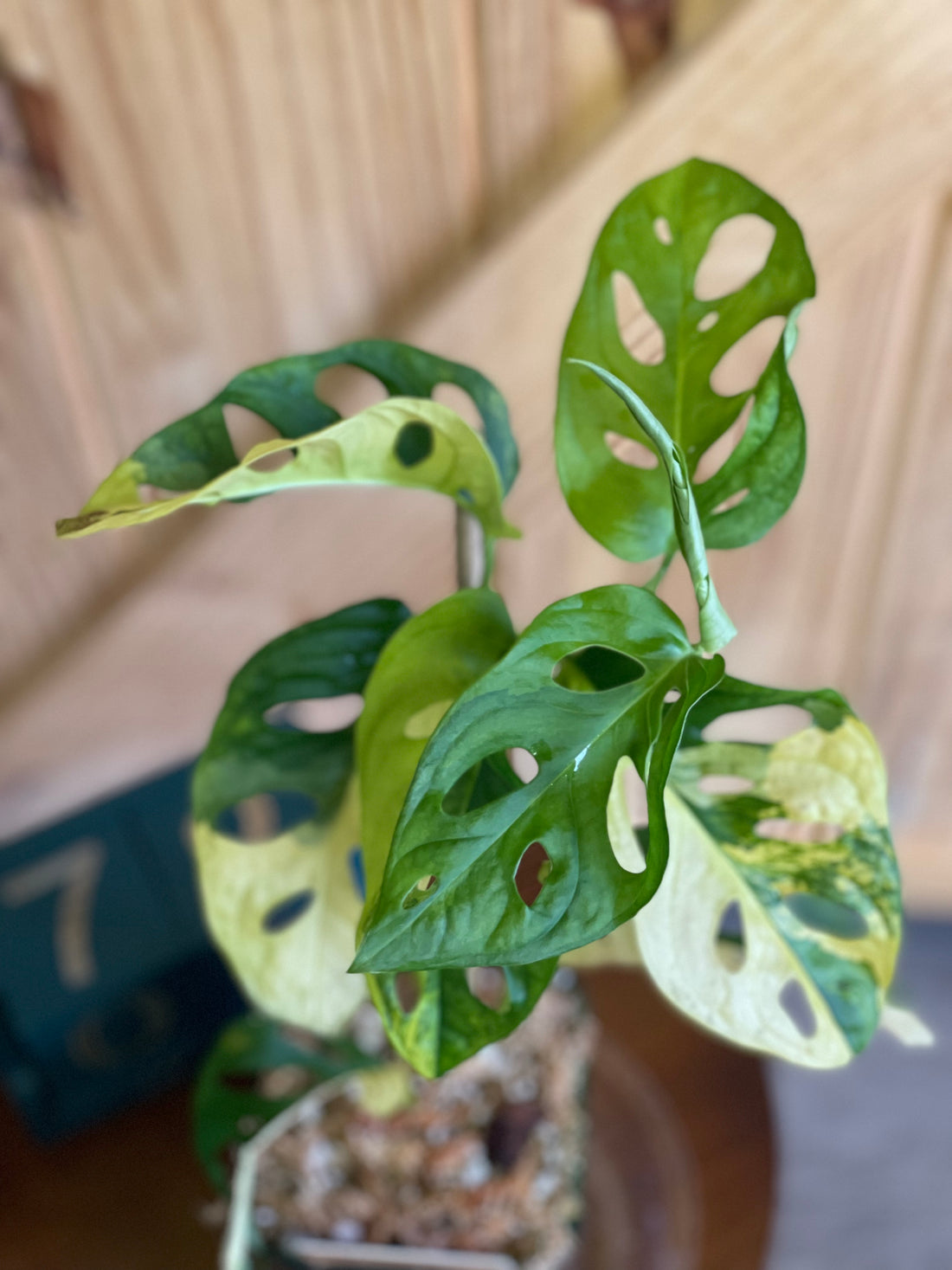 Why You Should Quarantine Your New House Plant