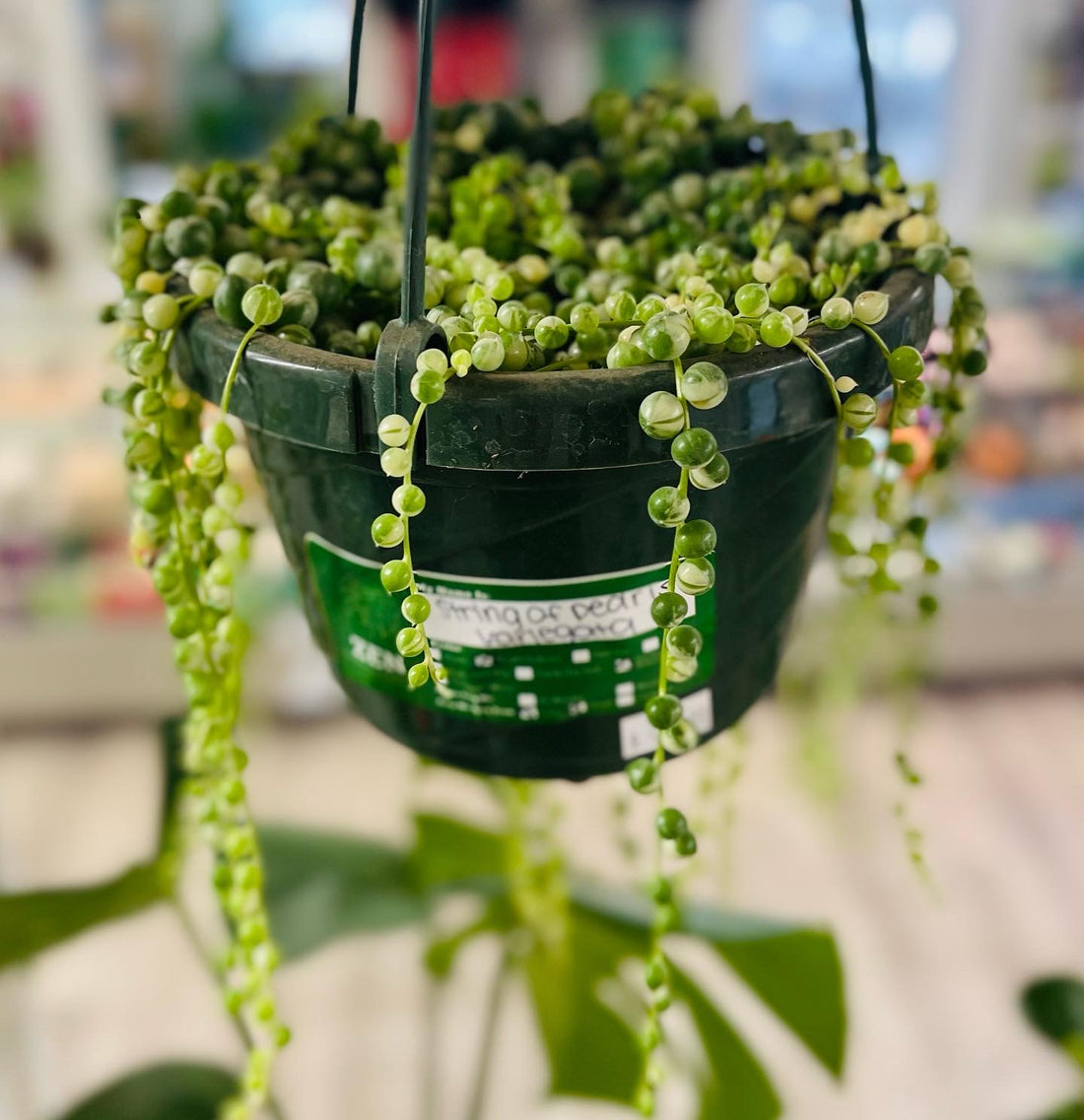 Anyone else have a mature String of Pearls? The strands on mine