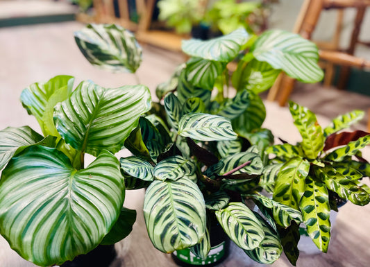 How to Care For Your Calathea (AKA Prayer Plant)