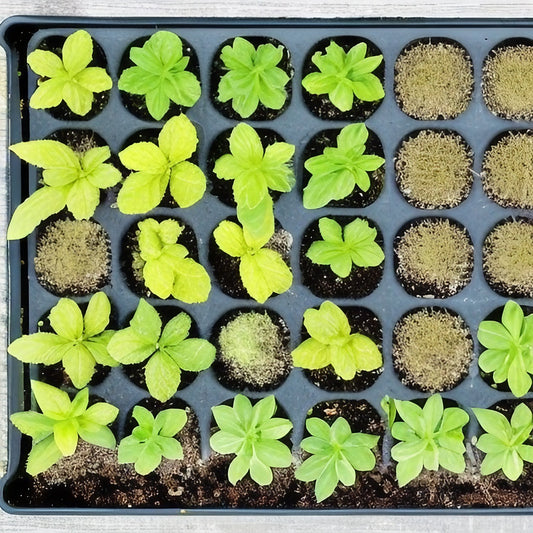 How To Germinate Seeds In 6 Easy Steps (With or Without Soil!)