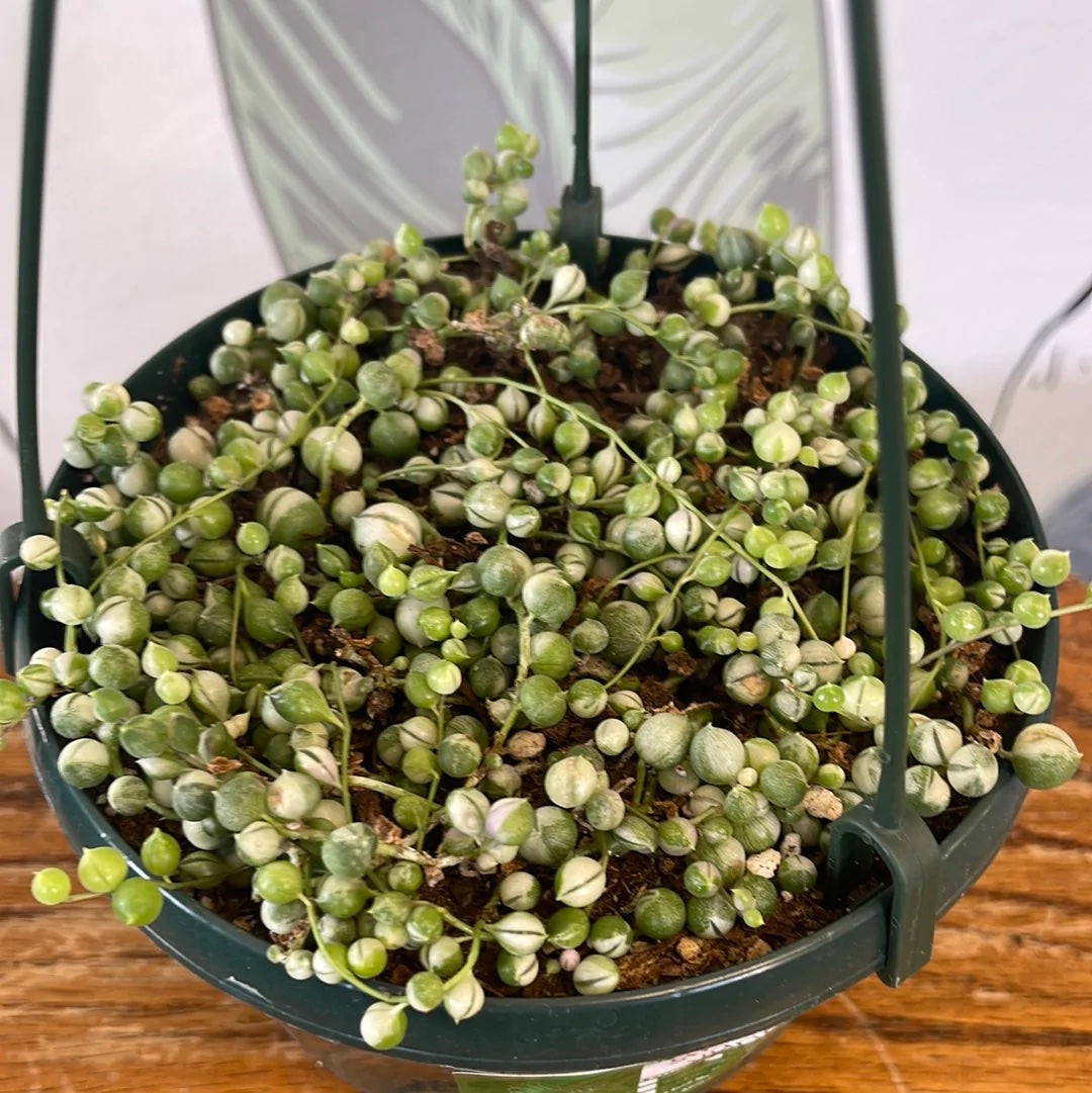 How To Propagate String of Pearls