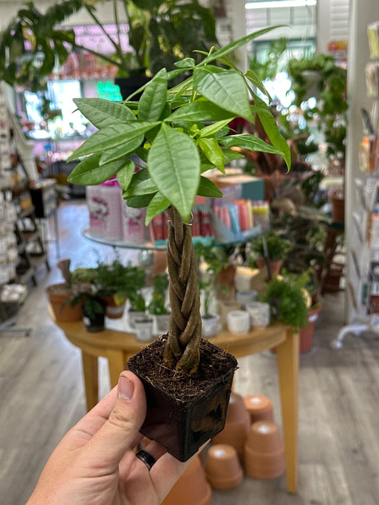 Pachira aquatica 'Money Tree' (#071649830443)