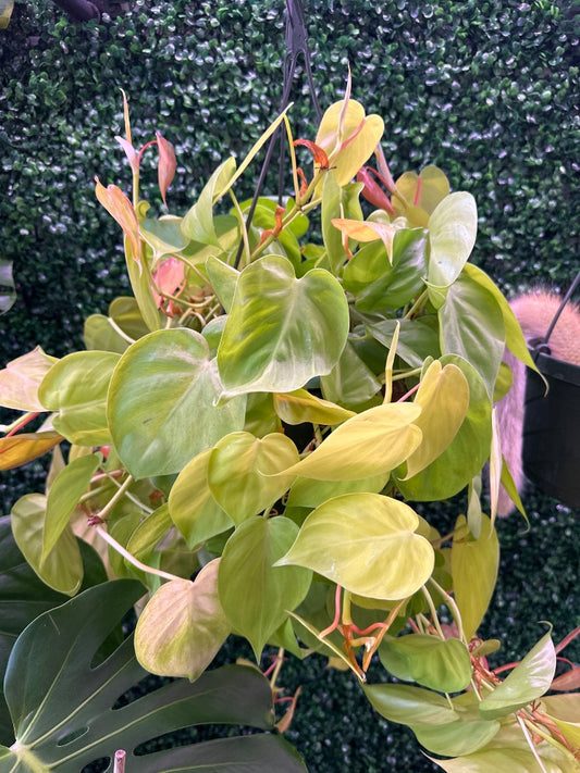 Philodendron hederaceum 'Lemon Lime' (#930929515436)