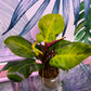 Philodendron Red Moon [ID #48778378542]