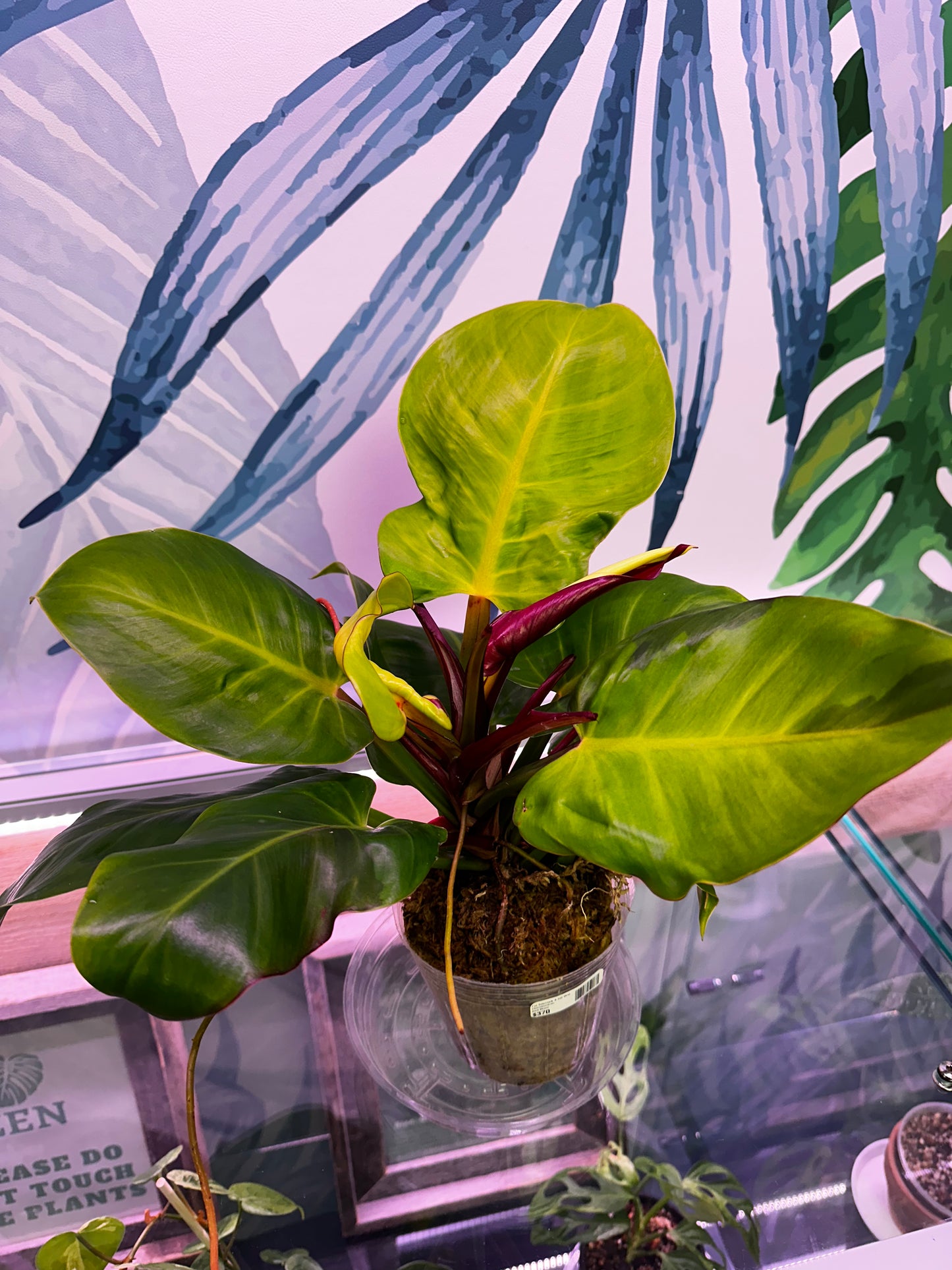 Philodendron Red Moon [ID #48778378542]