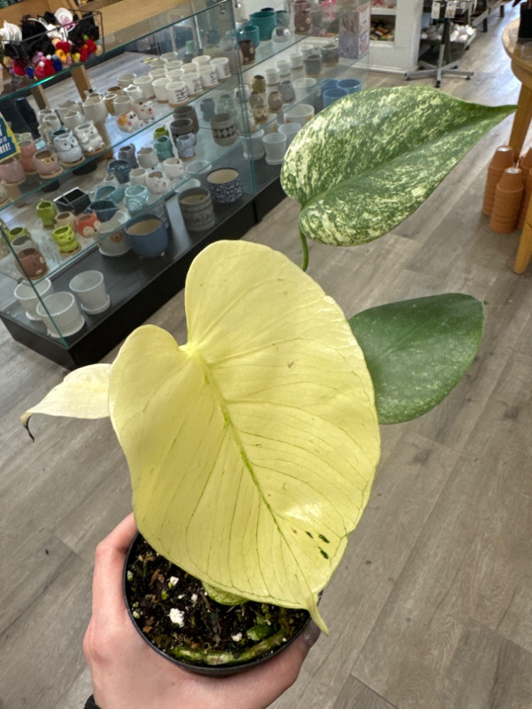 Monstera deliciosa 'White Monster ' (#957793798112)