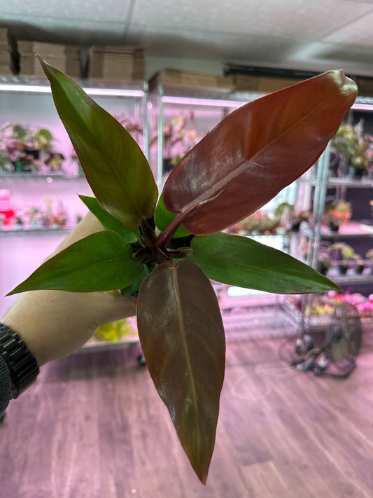 Philodendron cv. 'Red Sun ' (#145405746912)