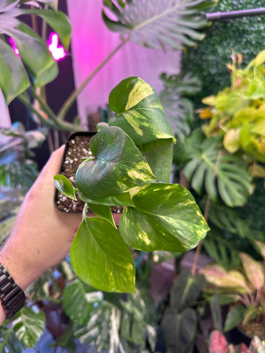 Epipremnum aureum 'Golden Pothos' (#035151405501)