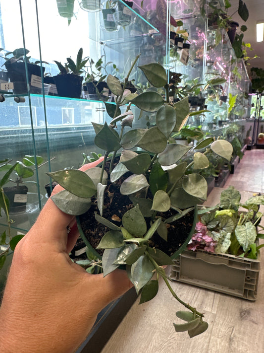 Hoya lacunosa 'Super Silver' (#781643798)