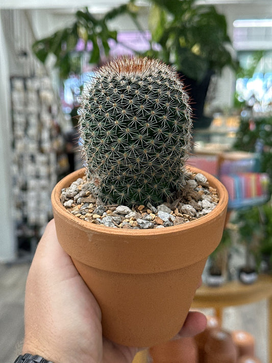 Mammilaria spp. (#285270056365)