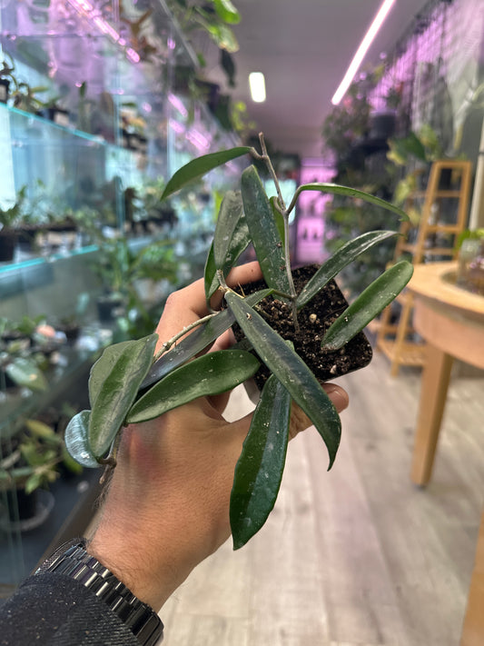 Hoya Minibell splash (#589054643)