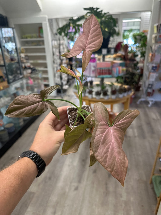 Syngonium podophyllum 'Pink Robusta' (#036692506061)