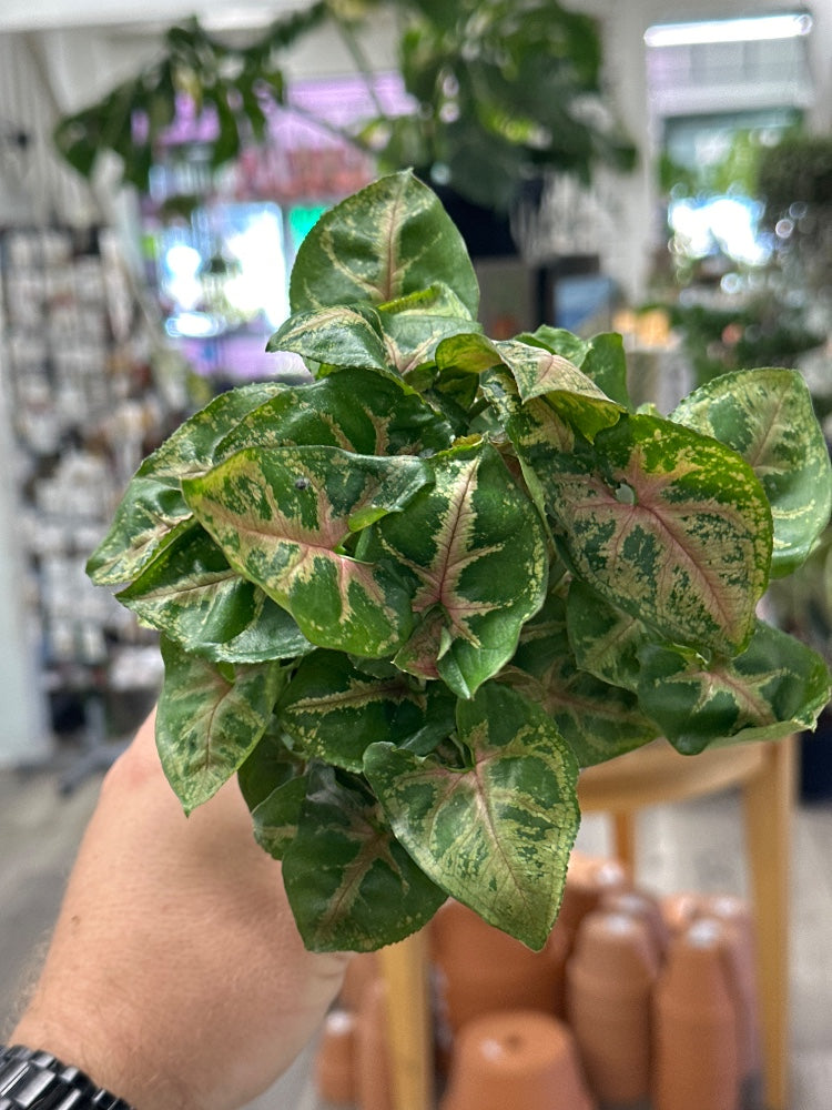 Syngonium podophyllum 'Christmas' (#782259288429)