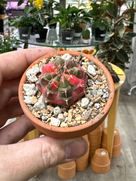 Gymnocalycium mihanovichii 'Hybrid' (#388375043659)