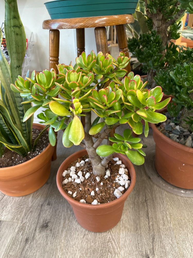 Crassula ovata 'Sunset Jade' (#798340987222)