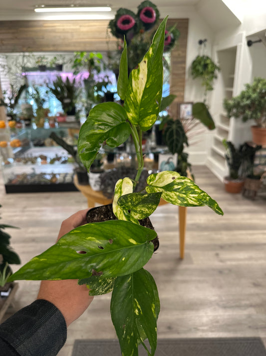 Epipremnum Aureum 'Yellow Sunrise' (#648516457)