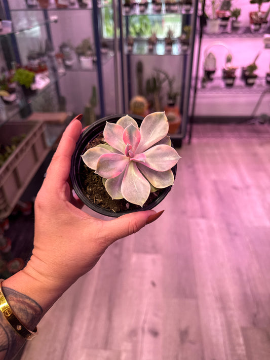Echeveria Cv. 'Rainbow' (#626465184)