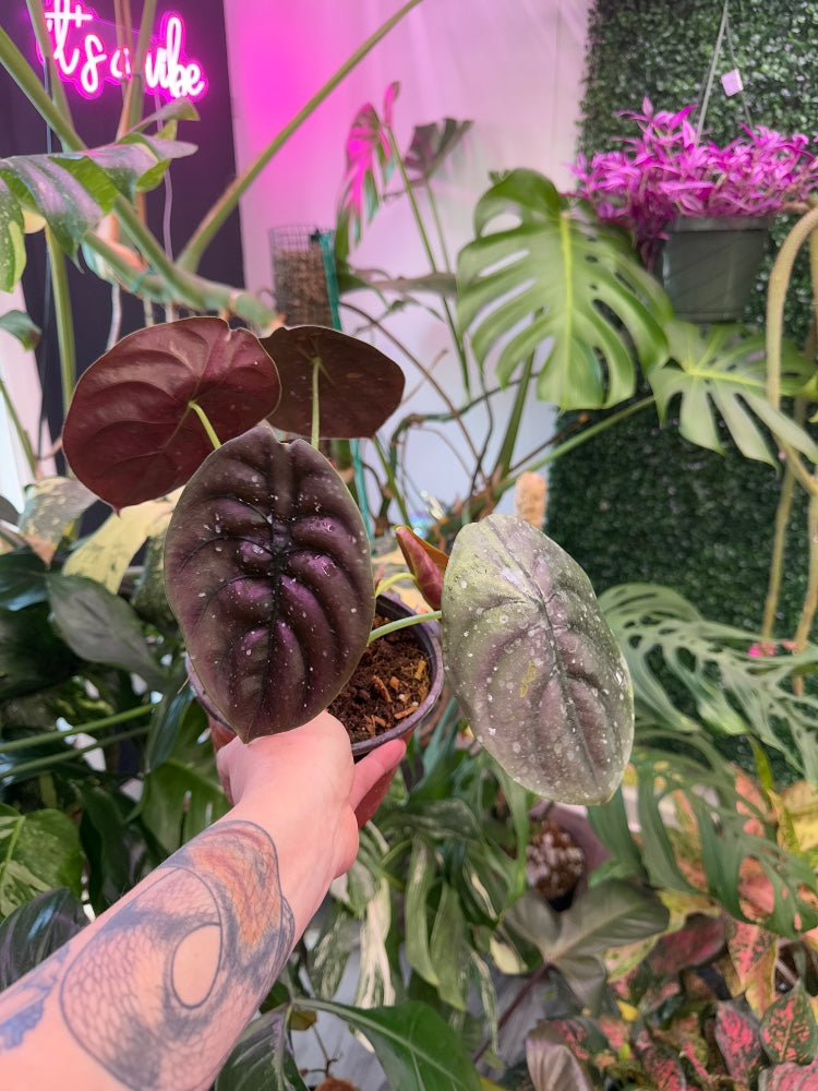 Alocasia cuprea 'Red Secret' (#498383665862)