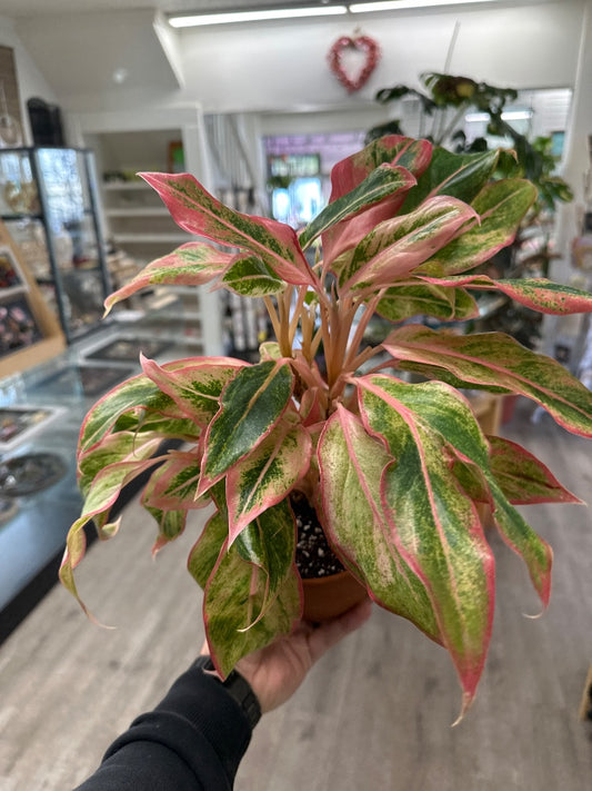 Aglaonema commutatum 'Creta' (#015365524458)