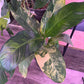 Dieffenbachia spp. 'variegated' (#095602923)