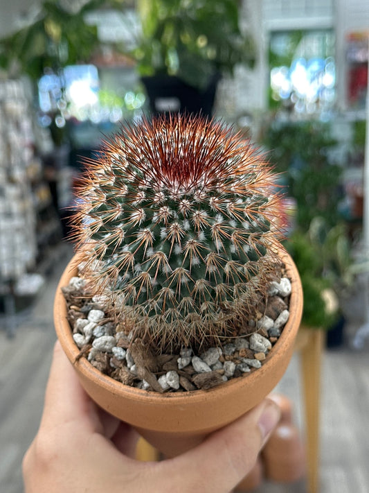 Mammilaria spinosissima 'Rubra' (#676605519742)