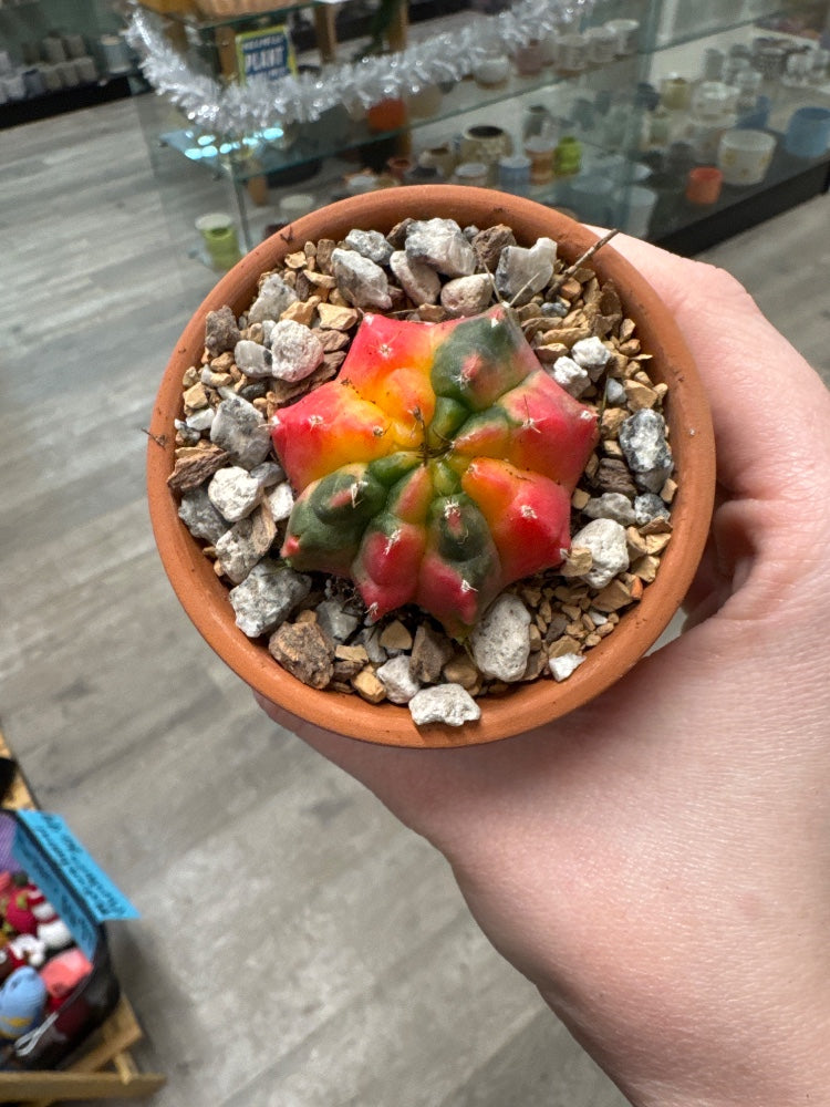 Gymnocalycium mihanovichii 'Hybrid' (#347102525196)