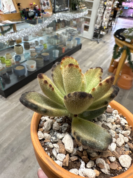 Kalanchoe tomentosa 'Teddy' (#250642678631)