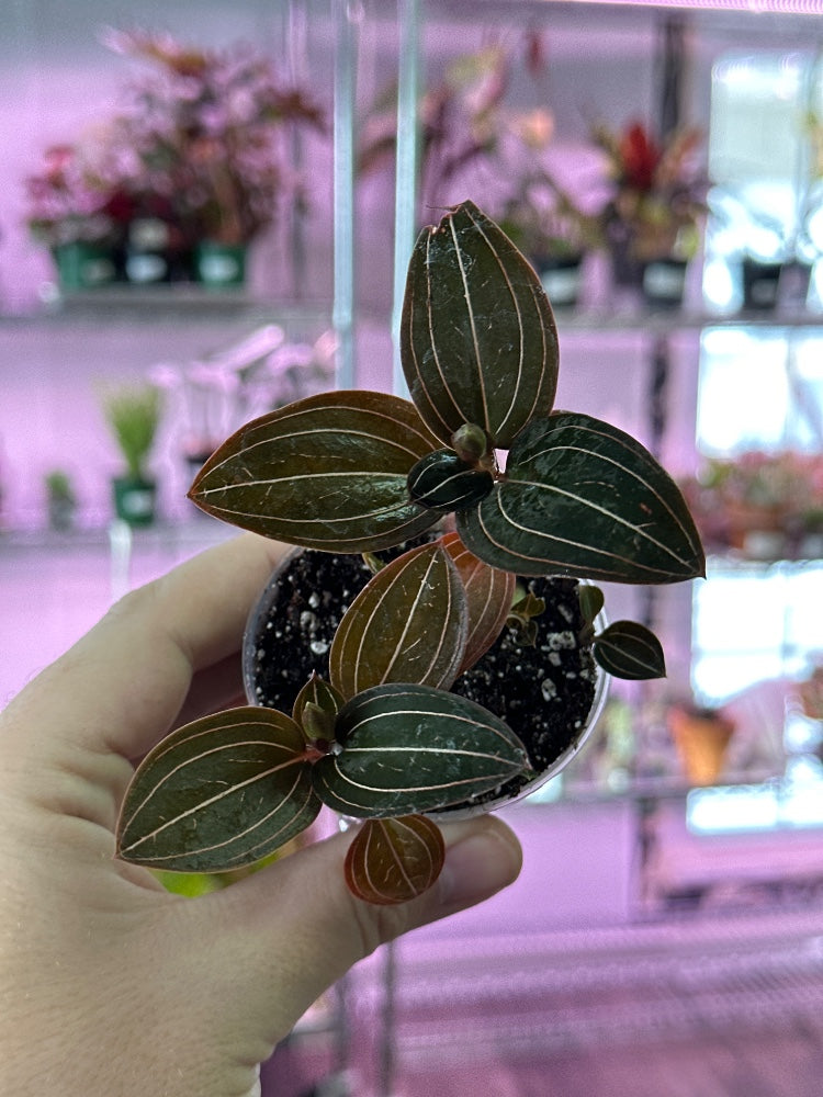 Ludisia discolor 'Jewel Orchid' (#591801420939)