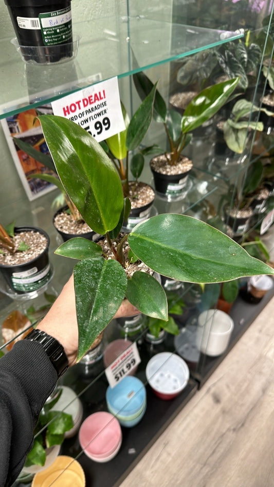 Philodendron Rojo Congo (4") [ID #19419182296]