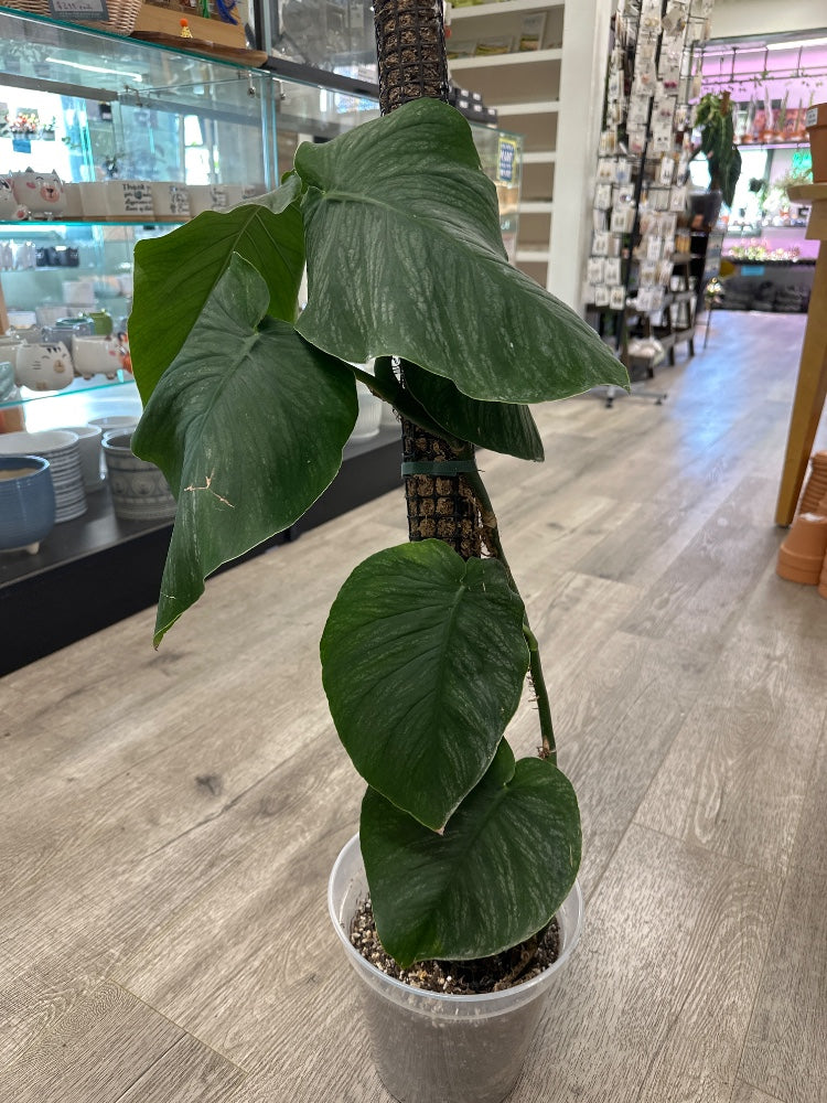 Monstera dubia (#433789004068)