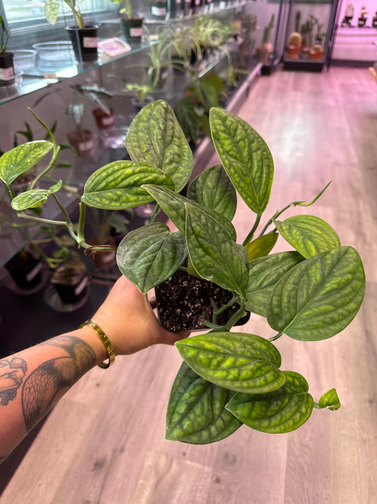 Monstera Karstenianum 'Peru' (#862378732)