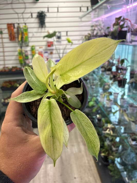 Philodendron Cv. 'Florida Ghost' (#405326423)