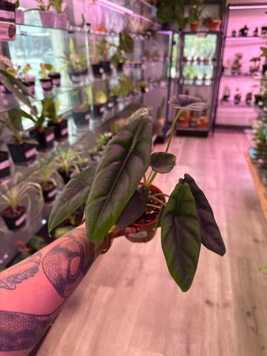 Alocasia cv. 'Venusta' (#947061502)