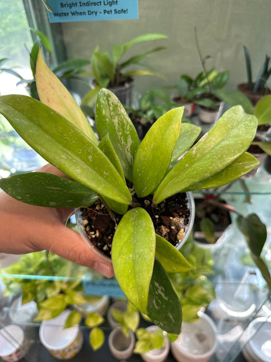 Hoya pubicalyx [ID #50751791]