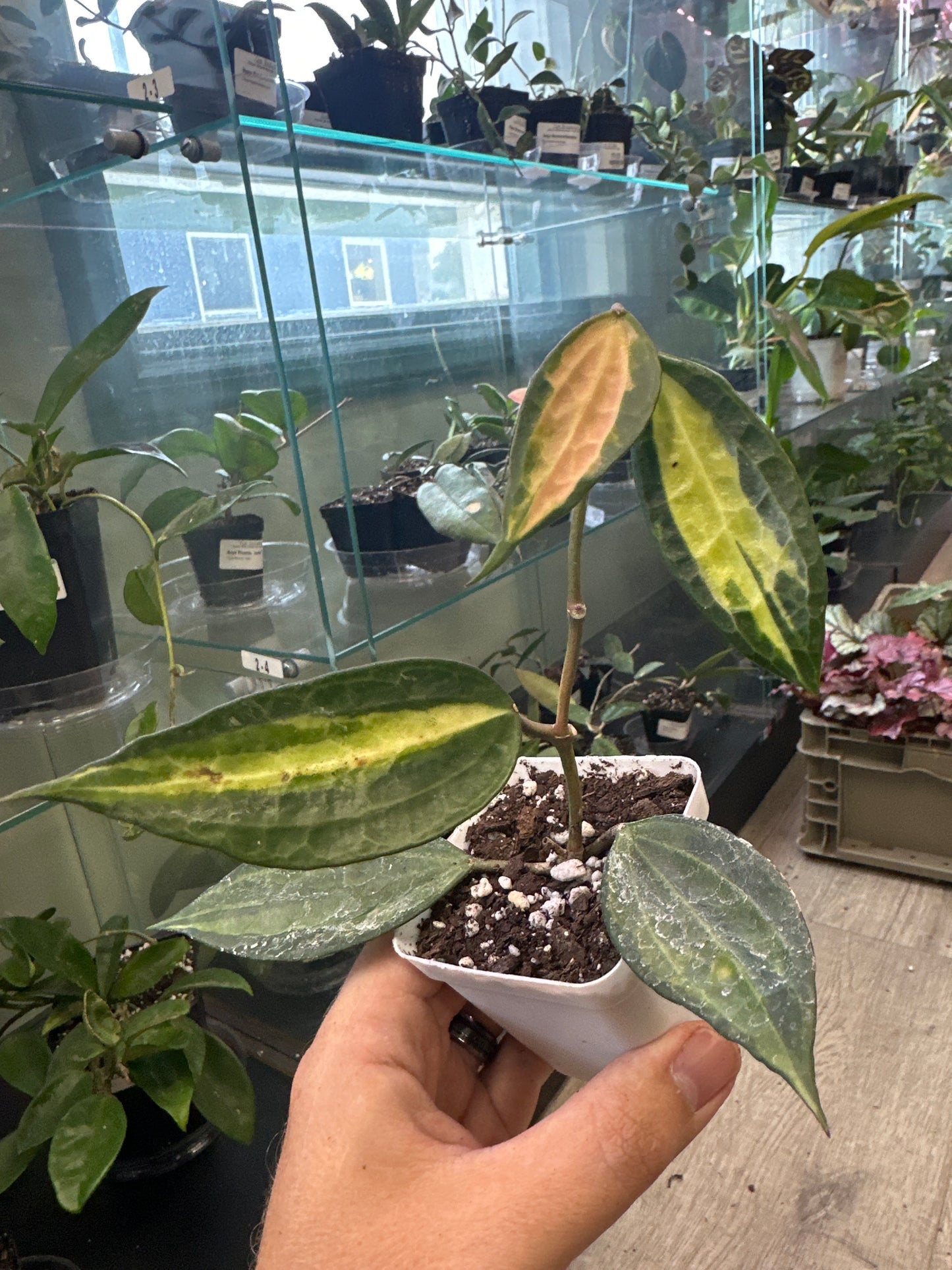 Hoya macrophylla 'Pot of Gold' (#953974111)