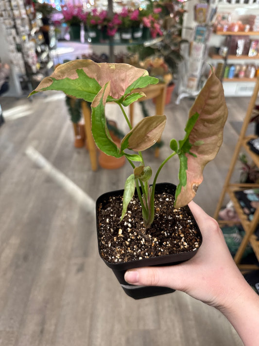 Syngonium podophyllum 'Pink Lava' (#242789158194)