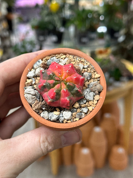 Gymnocalycium mihanovichii 'Hybrid' (#354077298159)