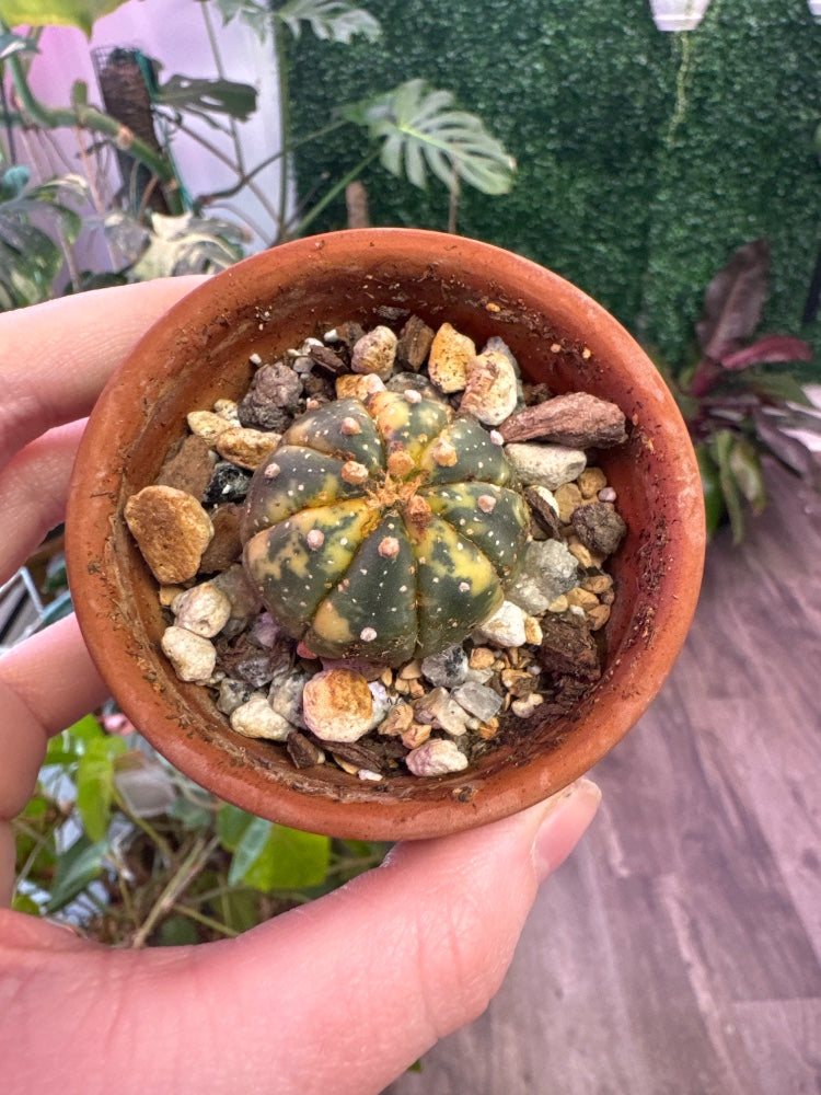 Astrophytum asteria 'vari' (#620268411518)