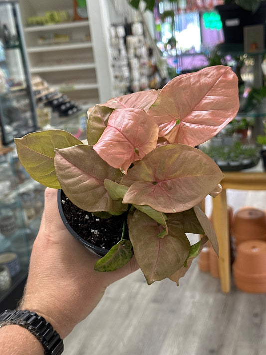 Syngonium podophyllum 'Pink Robusta' (#161752587636)