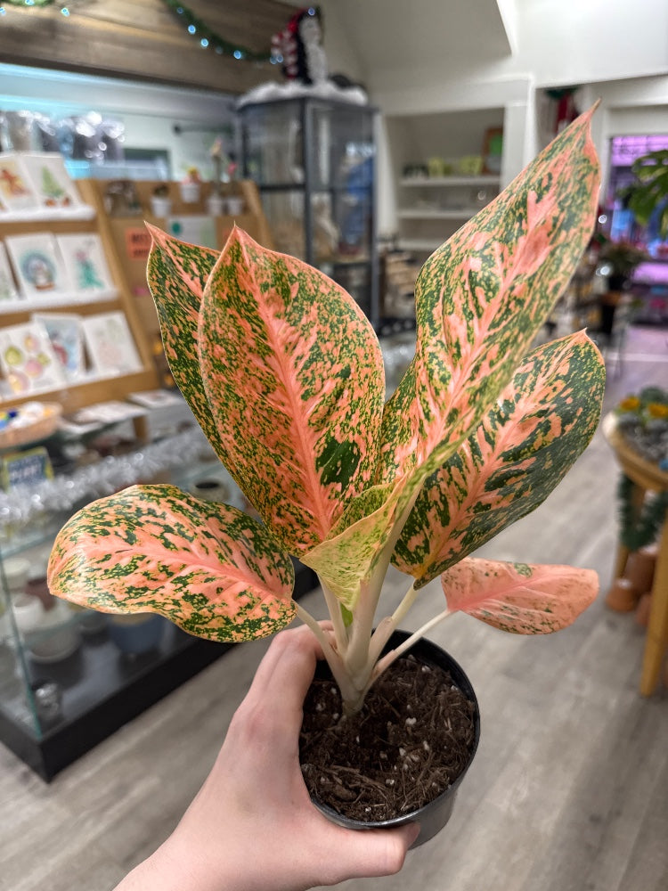 Aglaonema cv. 'Orange Stardust' (#575159860201)