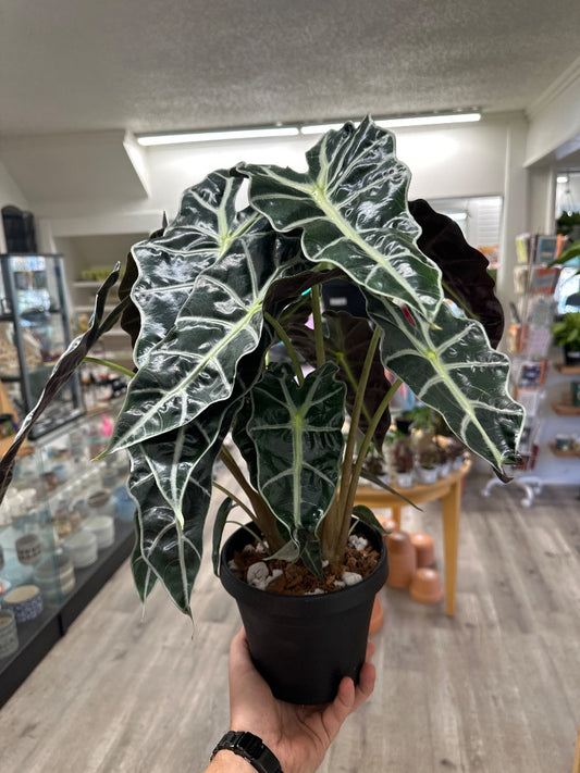 Alocasia spp. 'Polly' (#819819202355)