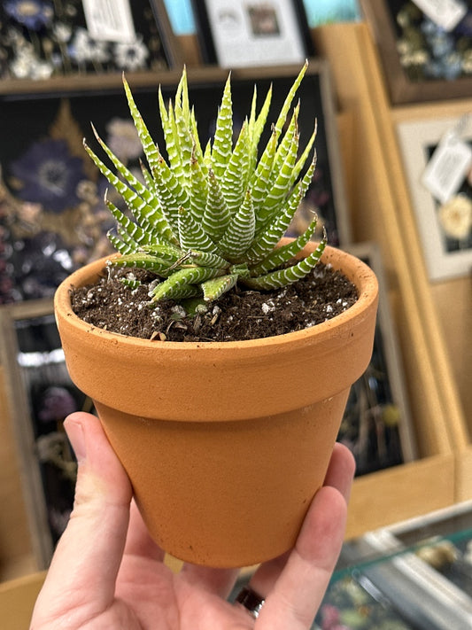 Haworthia fasciata 'Vari' (#115897248258)