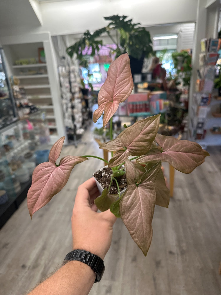 Syngonium podophyllum 'Pink Robusta' (#142635145499)